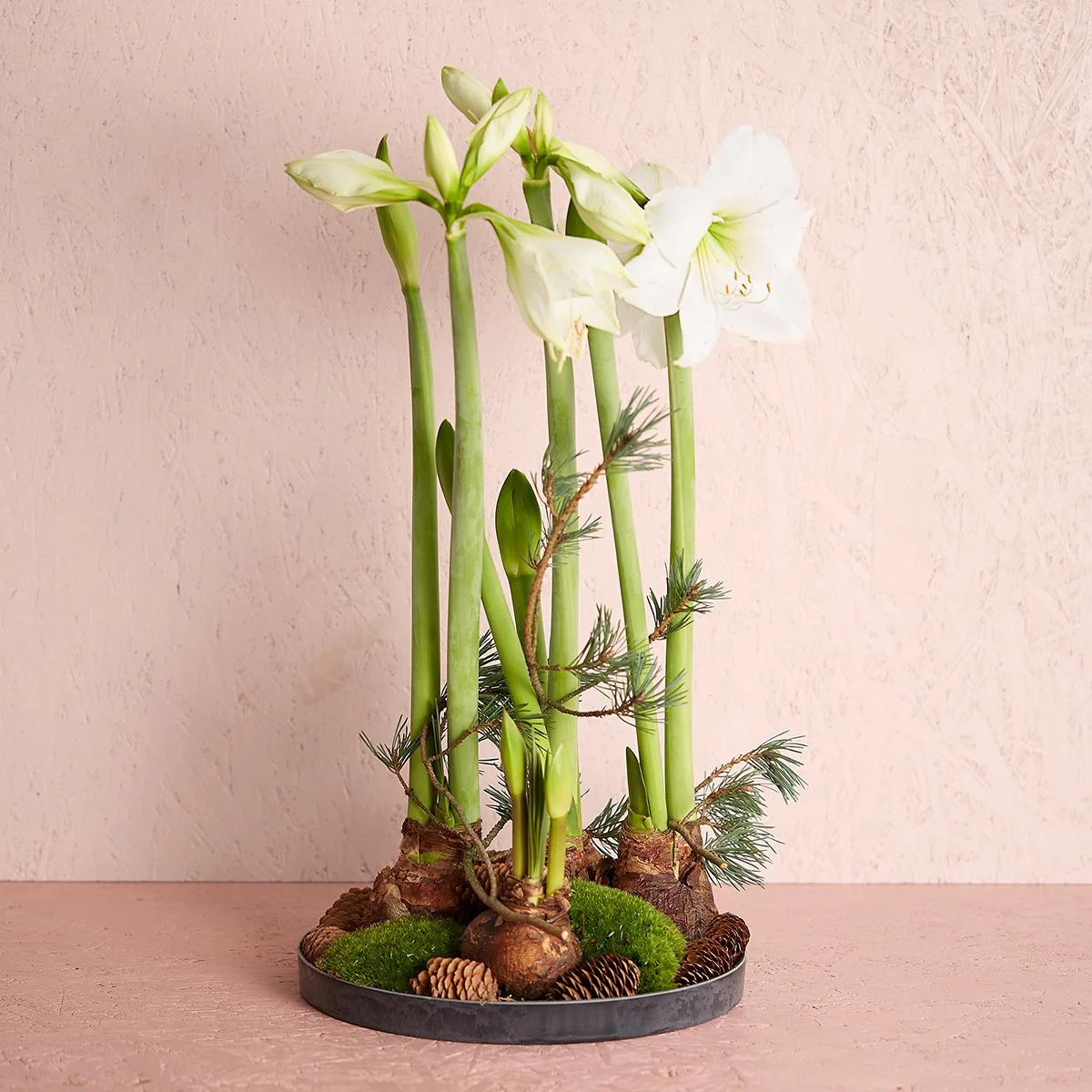 Amaryllis dekoration